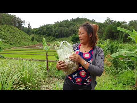Video: Coriander Seeds: Yuav Ua Li Cas Loj hlob Coriander