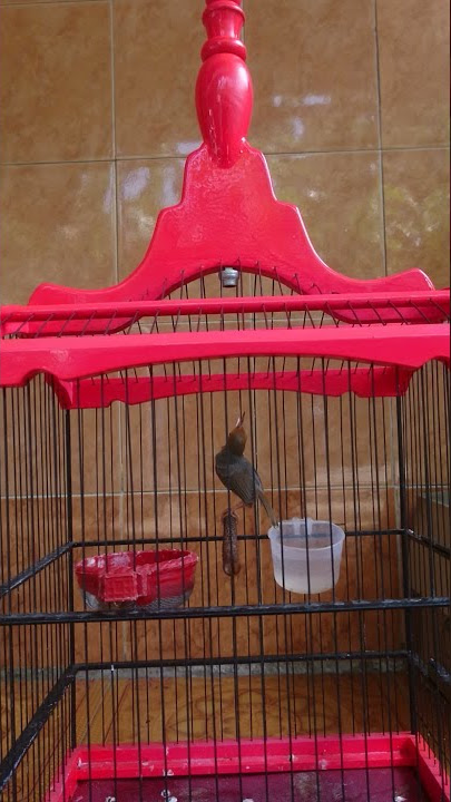 prenjak ngalun tilek kencang