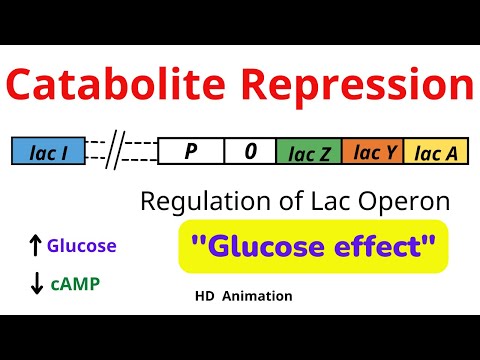 Video: U nedostatku laktoze je lac represor?