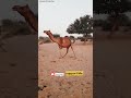 Red camel shorts  camel