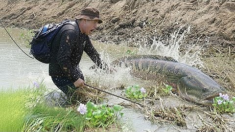 Xiệt cá vùng biên giới vẫn còn nhiều hàng khủng lâu năm xuất hiện quá khủng khiếp khi gặp phải nó