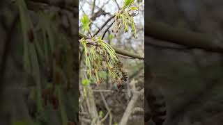 Пасіка 🐝 Як бджола збирає пилок. Уповільнена зйомка 4K