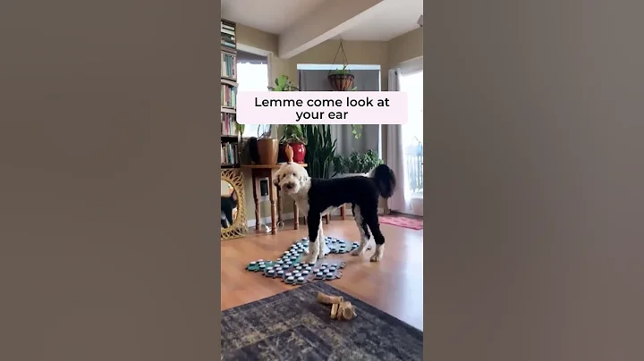 Doctor Bunny (she is srsly smart) | What About Bunny #fluentpet #sheepadoodle