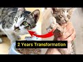 Kitten fight for his Life | A journey of pain to pleasure | The Miracle Kitten