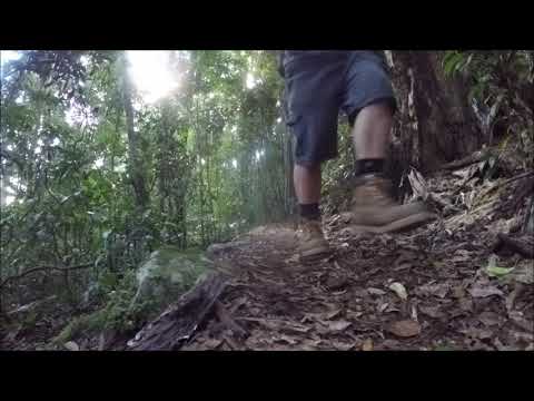 Return To The Rainforest