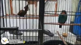 Duet Master  | Cililin VS Tengkek Buto