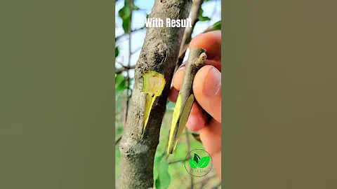 Grafting plants - Plant grafting with result | Apple tree grafting #grafting #garden #agriculture