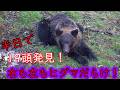 【四方八方ヒグマだらけ!!】半日でヒグマ19頭見つけちゃいました!