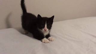 Adventure Kittens! Tuxedo kittens playing & running #kittenrampage