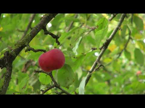 Video: Odabir Domaćih Sorti Jabuka