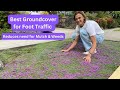 Great Groundcovers - Creeping Thyme UPDATE in 3rd Year (Thymus) &amp; How to Divide