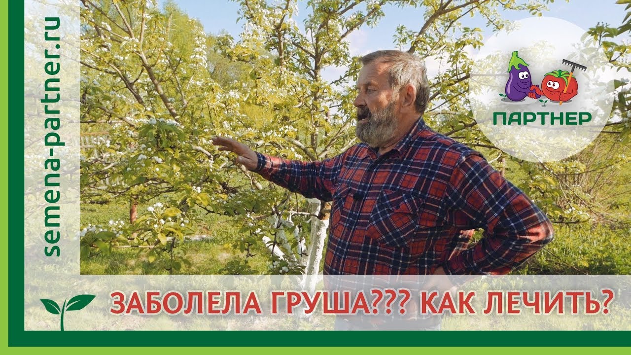 ЗАБОЛЕЛА ГРУША??? Как лечить?