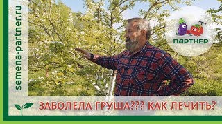 видео Груша