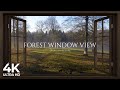 4k forest window view birds singing  relaxing calming ambience white noise
