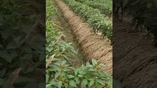 / Agriculture / What A Great Idea Pepper Farming #satisfying #shot⚔️🏜️🌅🏞️🌏🚩🇳🇵