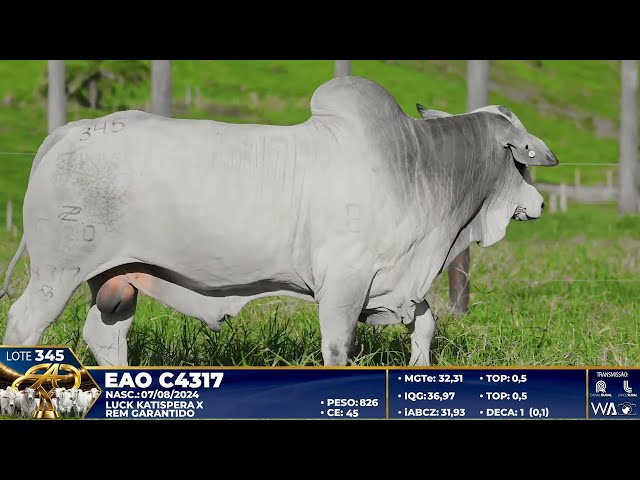 LOTE 345