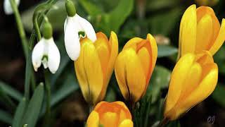 *** - Goodbye February !   *  Hello March !  *  Welcome ! - *** ( Waltz )