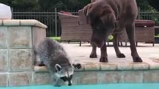 Raccoon & Dog jump in the Pool