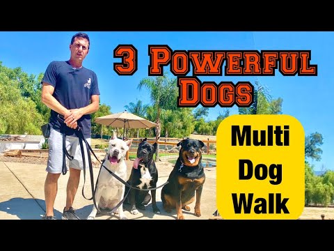 Video: Vodítka pro chůzi více psů