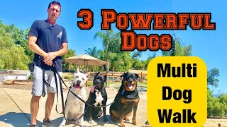 Learn how to calmly walk multiple dogs!
