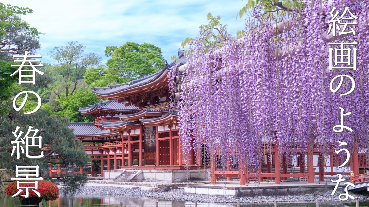 春のフィナーレを彩る京都|公園の藤から名画のような平等院まで、色鮮やかな花景色を巡る旅