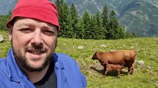 Das Kalb muss runter von der Alm