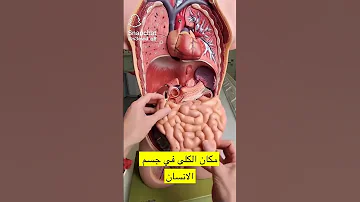 افضل توضيح لأجزاء جسم الانسان من الداخل 
