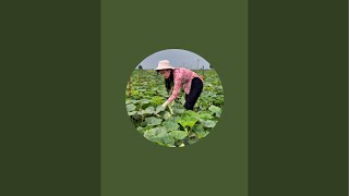 Making traditional food