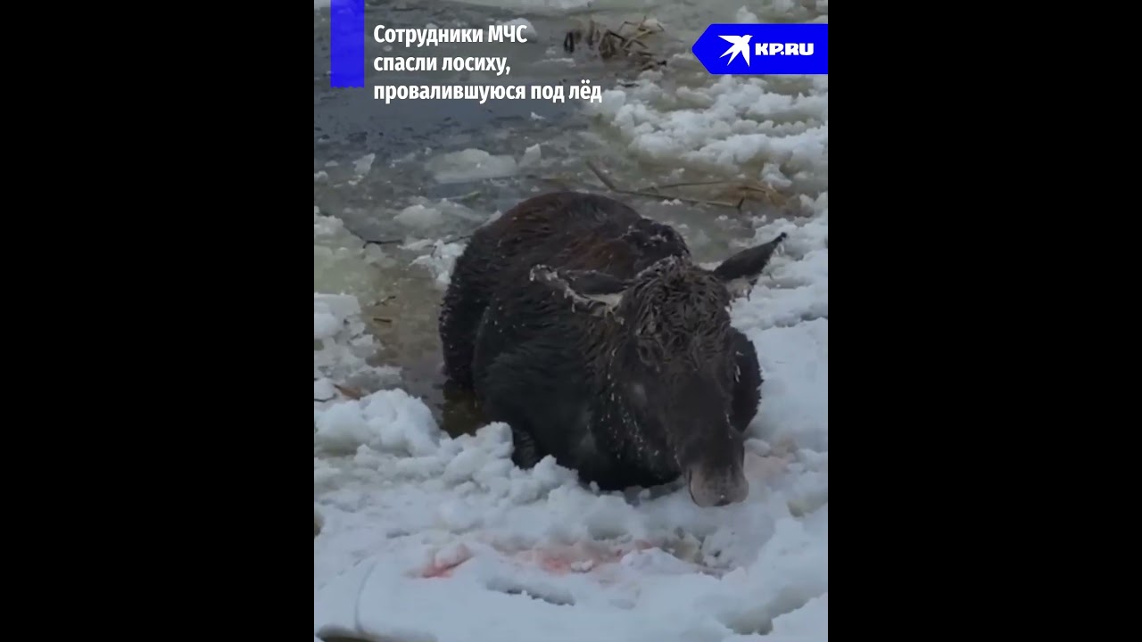 В Костромской области спасли лосиху, провалившуюся под лёд