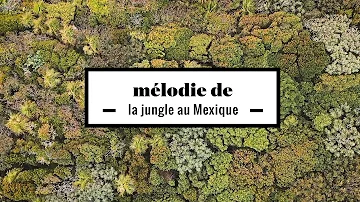 2 minutes hypnotisantes de la jungle mexicaine filmée par un drone à Tulum