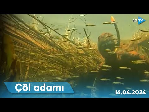 “Çöl adamı” balıq dünyasında müşahidələr apardı I ÇÖL ADAMI – 14.04.2024