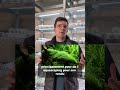 Les différentes mousses d'aquarium ! #aquariophilie #plants