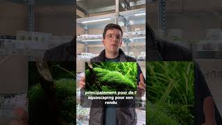 Les différentes mousses d'aquarium ! #aquariophilie #plants