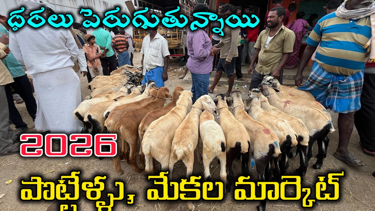 పొట్టేళ్ళు మేకల మార్కెట్ తిరుపతి 