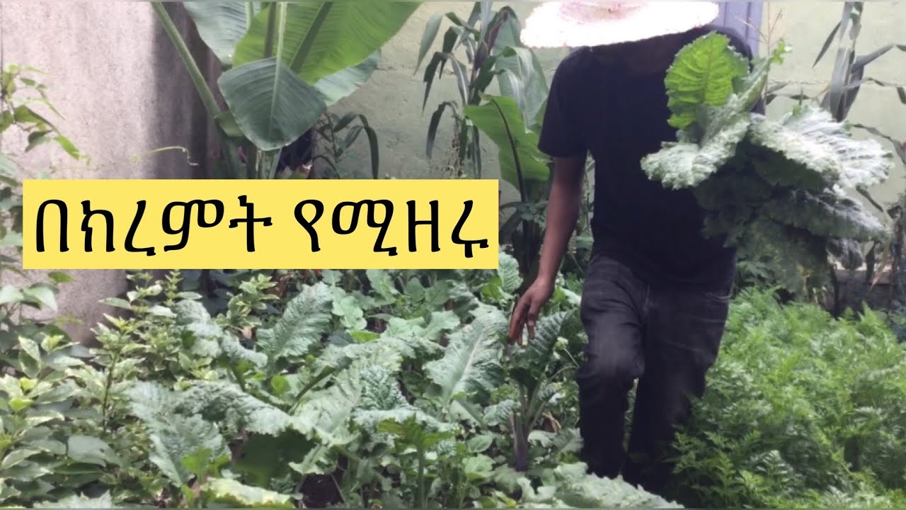 በሰኔ ወር መጨረሻና በሀምሌ ወር  መጀመሪያ ሳምንት የሚዘሩ የሮ አትክልቶች