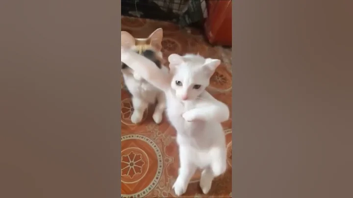 Watch the video about #cute #funny #edit #animation #dance #petdance #dancingcat #catdancer #dancingpet #cat