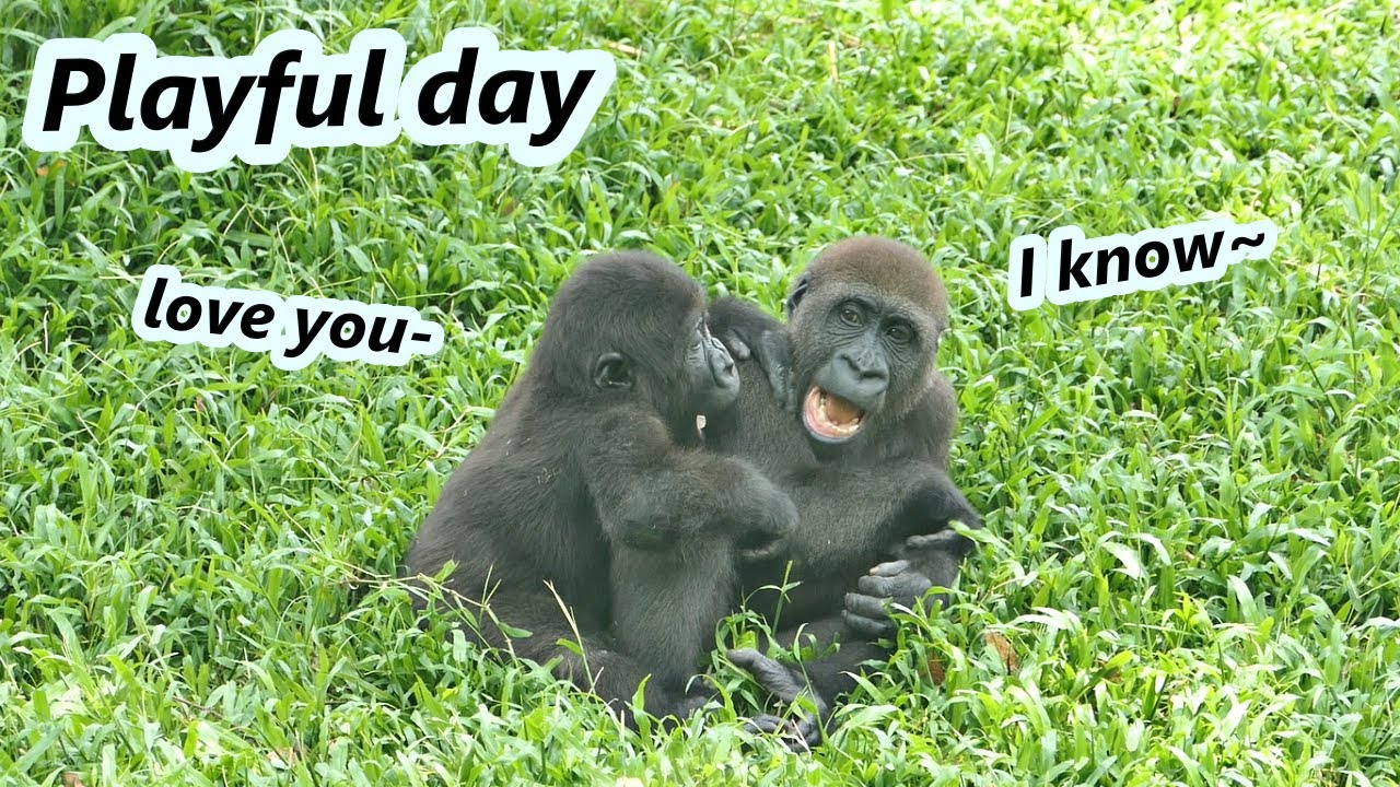 Little gorilla brothers Jabali and Ringo playful day / 可愛小大猩猩Ringo跟哥哥Jabali玩不停