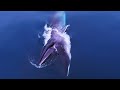 Whale documentary 2021 a year in my life 2