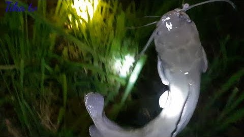 Cắm Câu Cá Trê Sông Thiên Nhiên Mồi Trùng Rất Hiệu Quả Toàn Trê Khủng || Fishing||Sông nước miền tây