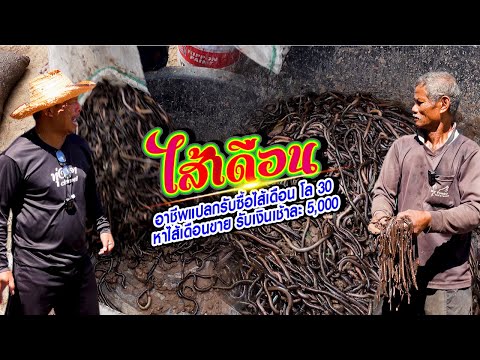 อาชีพแปลกรับซื้อไส้เดือน โล 30