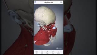 Muscle Anatomy: A Johns Hopkins Medicine 3-D app screenshot 5