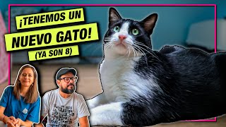 Tenemos un NUEVO GATO! Su nombre es... by La Gatería TV 3,764 views 11 months ago 8 minutes, 7 seconds