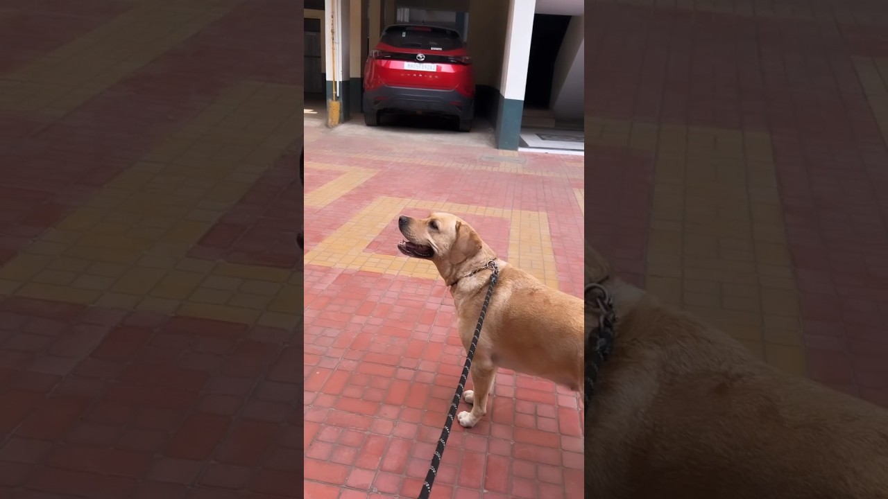 Finally Khush || Vlog by Indiegal 💜 