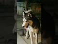 @dogs @Infamous_wu13 @cute