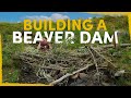 We built fake beaver dams to rewild this dead river