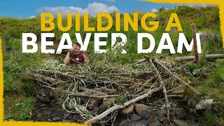 We Built Fake Beaver Dams to Rewild this Dead River by Mossy Earth 550,872 views 7 months ago 15 minutes