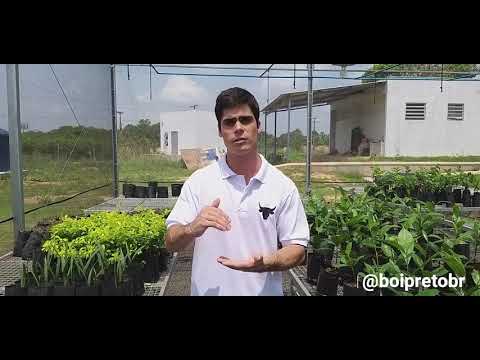 Vídeo: O que é uma definição de herbicida?