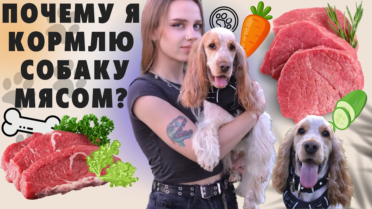 план естественного питания собаки