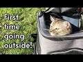 Putting my cat in a backpack and going outside for the first time