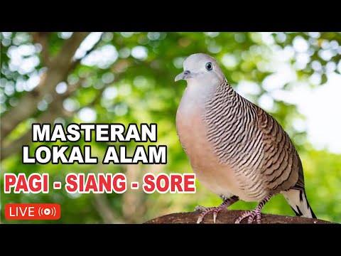 suara burung Perkutut Lokal Gacor dari alam liar paling manjur buat masteran